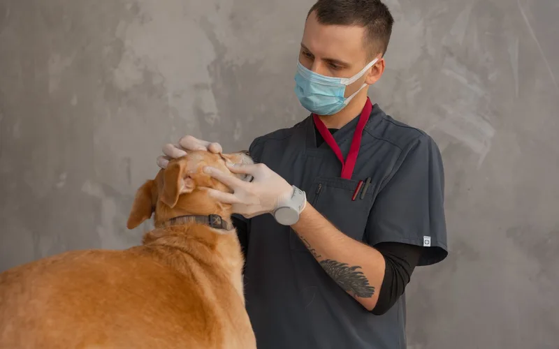 Veterinárne ambulancie – ukážka webu Tvoj Expert