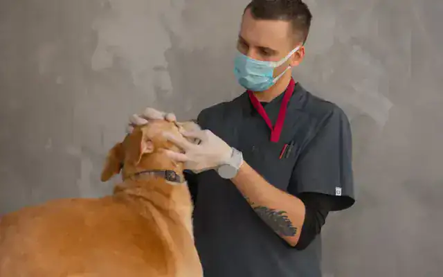 Veterinárne ambulancie – ukážka webu Tvoj Expert